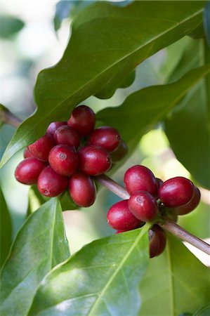 red leaves - Coffee Cherries on Bush Stock Photo - Rights-Managed, Code: 700-03686234