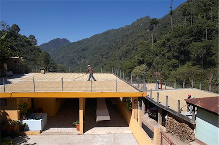 Coffee beans Drying on Plantation Patio, Finca Villaure, Huehuetenango, Guatemala Foto de stock - Con derechos protegidos, Código: 700-03686238