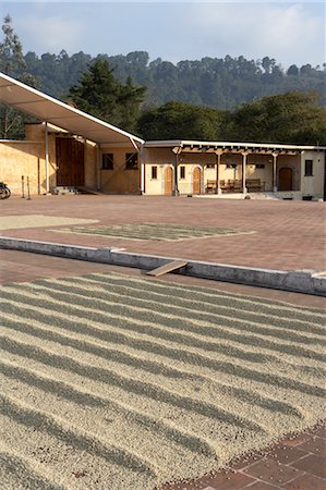sacatepequez department - Coffee Beans Drying on Patio, Finca Filadelfia, Antigua Guatemala, Guatemala Stock Photo - Rights-Managed, Code: 700-03686249