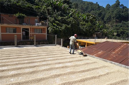 plantación de café - Drying Coffee Beans, Finca Villaure, Huehuetenango, Guatemala Foto de stock - Con derechos protegidos, Código: 700-03686241