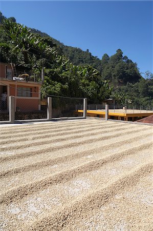 plantación de café - Coffee Beans Drying on Plantation Patio, Finca Villaure, Huehuetenango, Guatemala Foto de stock - Con derechos protegidos, Código: 700-03686242