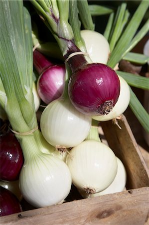 stacked vegetables - Bunches of Onion at Farmer's Market, Portor, Aust-Agder, Norway Stock Photo - Rights-Managed, Code: 700-03682098