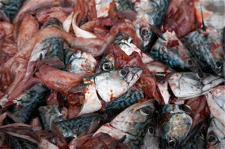 Fish Heads, Avik, Aust-Agder, Norway Stock Photo - Rights-Managed, Code: 700-03682090