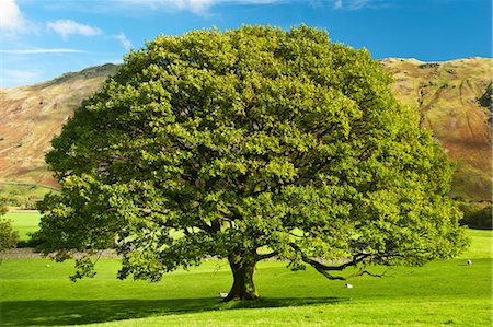 Einsame Eiche in Wiese, Keswick, Cumbria, England Stockbilder - Lizenzpflichtiges, Bildnummer: 700-03682145