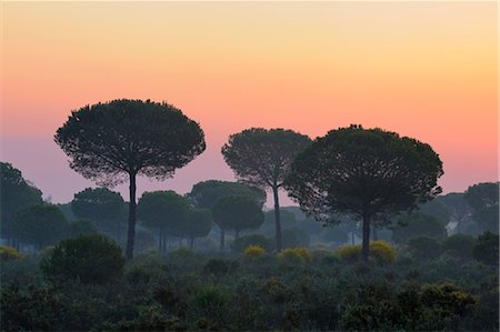 sunset tree silhouette nobody - Donana National Park at Sunrise, Huelva Province, Andalucia, Spain Stock Photo - Rights-Managed, Code: 700-03682306