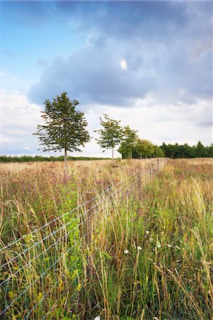 summer in the meadow - Rangée d'arbres par la barrière de champ, Cotswolds, Gloucestershire, Angleterre Photographie de stock - Rights-Managed, Code: 700-03682425