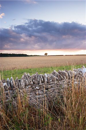 stone wall - Wheat Fields and Stone Wall, Cotswolds, Gloucestershire, England Stock Photo - Rights-Managed, Code: 700-03682426