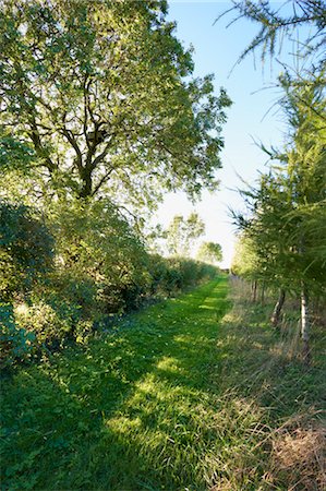 Grassy Trail in Summer, Cotswolds, Gloucestershire, England Stock Photo - Rights-Managed, Code: 700-03682434