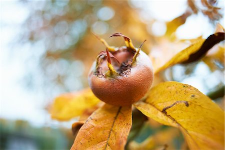 diospyros kaki - Ripening Japanese Persimmon Fruit on Tree in Autmun, Cotswolds, Gloucestershire, England Foto de stock - Con derechos protegidos, Código: 700-03682437