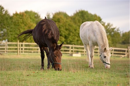 Brown Mule and White Pony in Field, Cotswolds, Gloucestershire, England Stock Photo - Rights-Managed, Code: 700-03682433