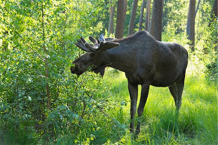 Moose in Forest, Hesse, Germany Foto de stock - Con derechos protegidos, Código: 700-03682447