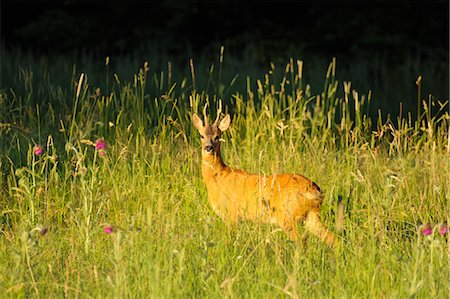 simsearch:700-03682445,k - Roebuck in Meadow, Hesse, Germany Stock Photo - Rights-Managed, Code: 700-03682441