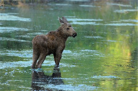 Moose Calf in Pond, Hesse, Germany Stock Photo - Rights-Managed, Code: 700-03682450