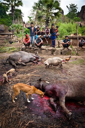 Tiere geopfert, für Trauerfeier in Waihola Dorf, Sumba, Indonesien Stockbilder - Lizenzpflichtiges, Bildnummer: 700-03696911
