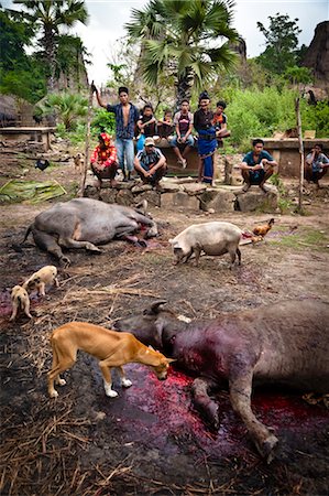 ritual - Sacrifier des animaux pour la cérémonie funèbre dans le Village de Waihola, Sumba (Indonésie) Photographie de stock - Rights-Managed, Code: 700-03696911