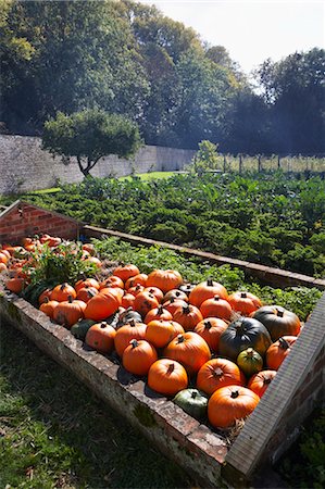 pumpkin garden - Harvested Pumpkins on Farm Stock Photo - Rights-Managed, Code: 700-03696968