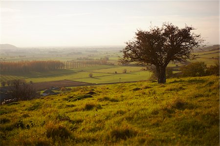 puzant apkarian - Overview of Farmland, Somerset, England, United Kingdom Foto de stock - Con derechos protegidos, Código: 700-03696973