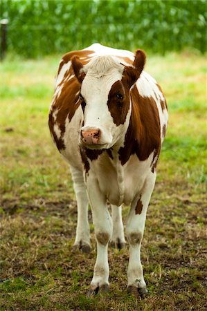 dutch cow pictures - Vache, bois-le-duc, Brabant-septentrional, Pays-Bas Photographie de stock - Rights-Managed, Code: 700-03698231