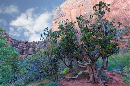 Tree and Towers of the Virgin, Zion National Park, Utah, USA Foto de stock - Con derechos protegidos, Código: 700-03692001