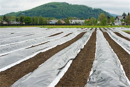 furrow - Farm Furrows Covered with Heavy Plastic, Elsbethen, Salzburg, Austria Stock Photo - Rights-Managed, Code: 700-03720146