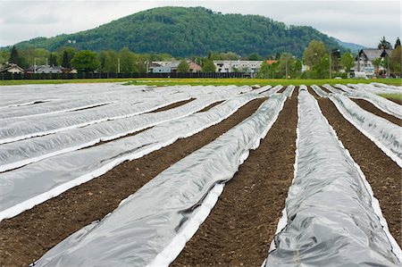 dirt hill land - Farm Furrows Covered with Heavy Plastic, Elsbethen, Salzburg, Austria Stock Photo - Rights-Managed, Code: 700-03720146