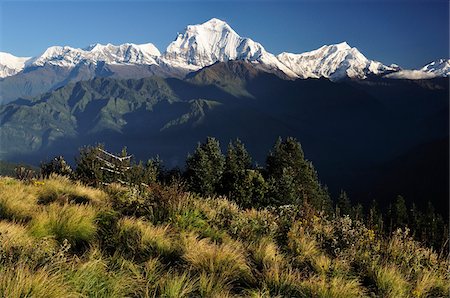 Dhaulagiri Himal de Poon Hill, Annapurna Conservation Area, Dhawalagiri, Népal Photographie de stock - Rights-Managed, Code: 700-03734666