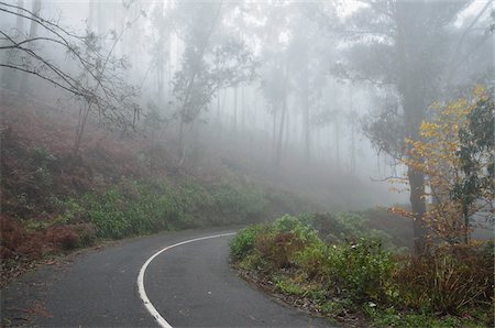 Forstweg im Nebel, in der Nähe von Achadas da Cruz, Madeira, Portugal Stockbilder - Lizenzpflichtiges, Bildnummer: 700-03737955