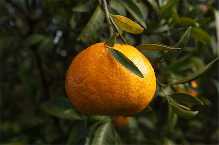 Tangerine on Tree Stock Photo - Rights-Managed, Code: 700-03738074