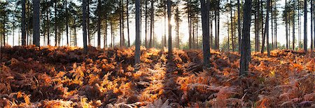 Forêt de pins et de fougères, près de Wareham, Dorset, Angleterre Photographie de stock - Rights-Managed, Code: 700-03738757