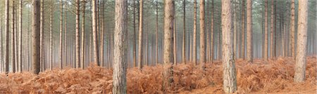 panoramic view of land - Pine Forest in Mist, Near Wareham, Dorset, England Stock Photo - Rights-Managed, Code: 700-03738758