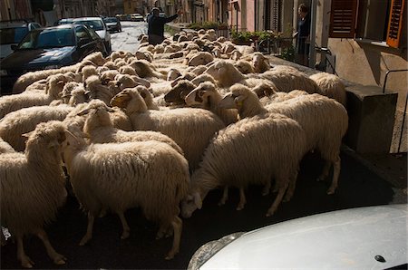 Flock of Sheep in Road, Collesano, Sicily, Italy Foto de stock - Con derechos protegidos, Código: 700-03738986