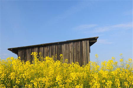edificio agrícola - Wooden Hut in Canola Field, Roellbach, Bavaria, Germany Foto de stock - Con derechos protegidos, Código: 700-03738998