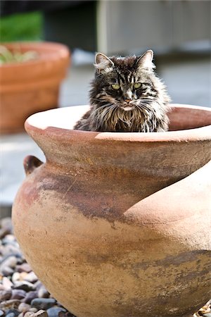 Cat in Planter Fotografie stock - Rights-Managed, Codice: 700-03739081