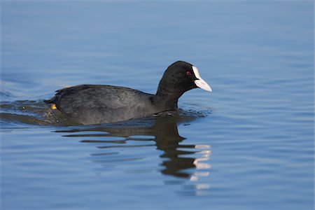 foulque - Coot, Germany Foto de stock - Con derechos protegidos, Código: 700-03766804