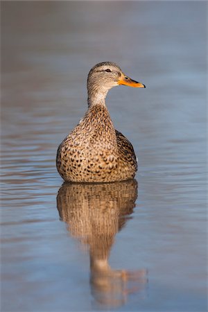 duck wildlife - Female Mallard, Germany Stock Photo - Rights-Managed, Code: 700-03766806