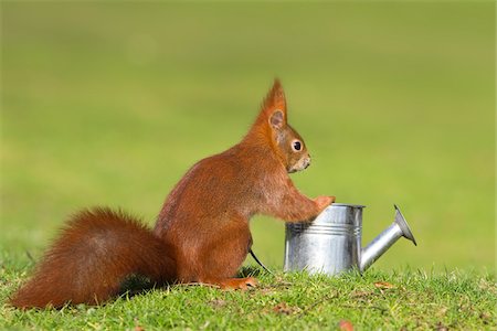 Eurasian Red Squirrel with Watering Can Stock Photo - Rights-Managed, Code: 700-03766817