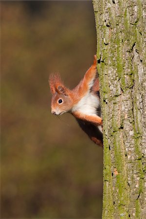 Eurasian Red Squirrel on Tree, Germany Stock Photo - Rights-Managed, Code: 700-03766818