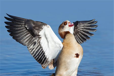 propagar - Egyptian Goose, Germany Foto de stock - Con derechos protegidos, Código: 700-03766810