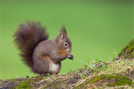 Eurasian Red Squirrel Feeding, Germany Stock Photo - Rights-Managed, Code: 700-03766824