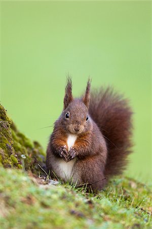 squirrel - Eurasian Red Squirrel, Germany Stock Photo - Rights-Managed, Code: 700-03766821