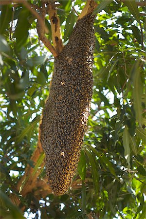 Essaim d'abeilles géantes sur nid d'abeille en manguier, Ubon Ratchathani, Thaïlande Photographie de stock - Rights-Managed, Code: 700-03768698