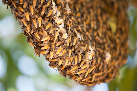 sciame - Swarm of Giant Honey Bees Fotografie stock - Rights-Managed, Codice: 700-03768699