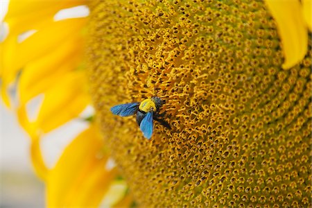 pólen - Bee on Sunflower Stock Photo - Rights-Managed, Code: 700-03768704