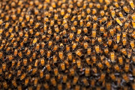 enjambre - Giant Honey Bees Foto de stock - Con derechos protegidos, Código: 700-03768700