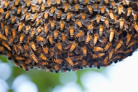 Giant Honey Bee Nest Foto de stock - Con derechos protegidos, Código: 700-03768702