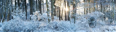 snow and blue - Woodland at Sunrise after Snow Fall, Dorset, England Stock Photo - Rights-Managed, Code: 700-03768721