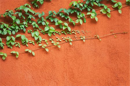 stone wall - Vines Climbing Wall Stock Photo - Rights-Managed, Code: 700-03762402
