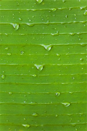 rocío - Water Droplets on Green Banana Leaf Foto de stock - Con derechos protegidos, Código: 700-03762403