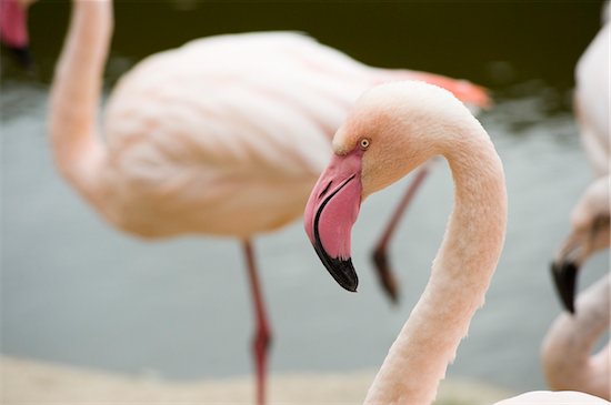 Portrait of Flamingo Photographie de stock - Premium Droits Gérés, Artiste: Bettina Salomon, Le code de l’image : 700-03762596