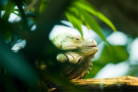 Green Iguana Hiding in Foliage Foto de stock - Con derechos protegidos, Código: 700-03762598